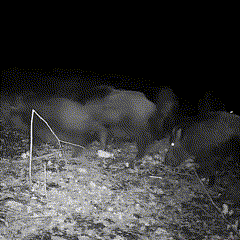 Tech Night Vision Outdoor Wildlife Animal Camera